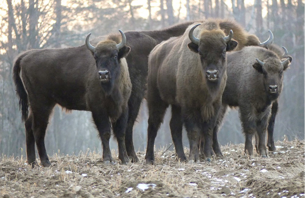 European bison