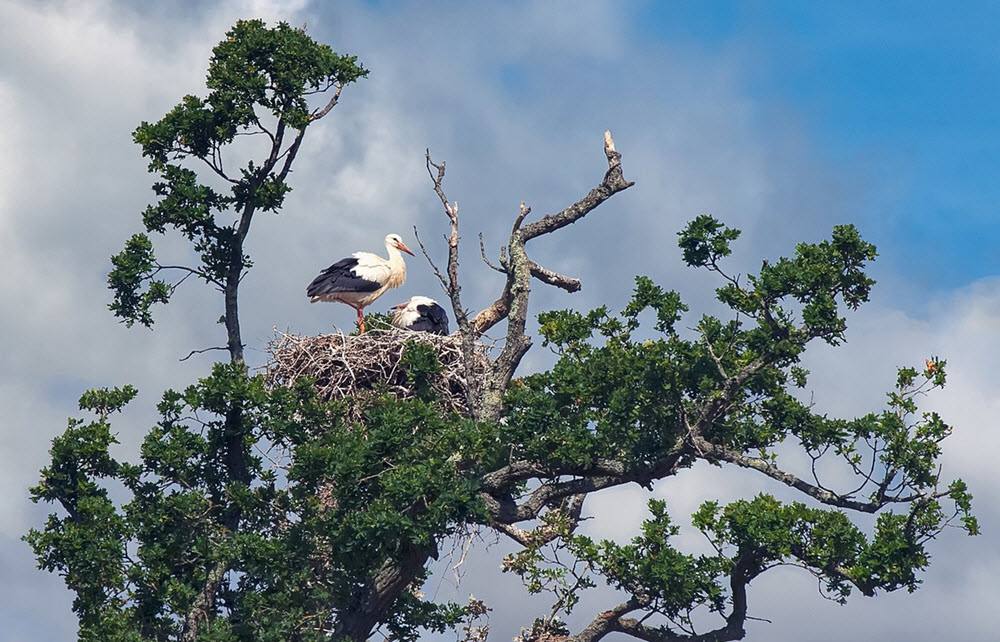 Knepp Wildland stork