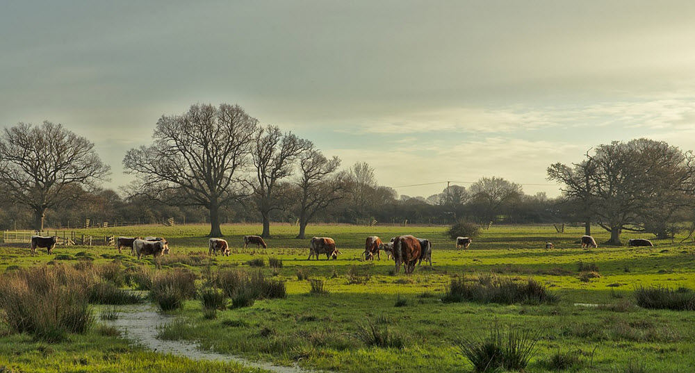 Knepp Wildland