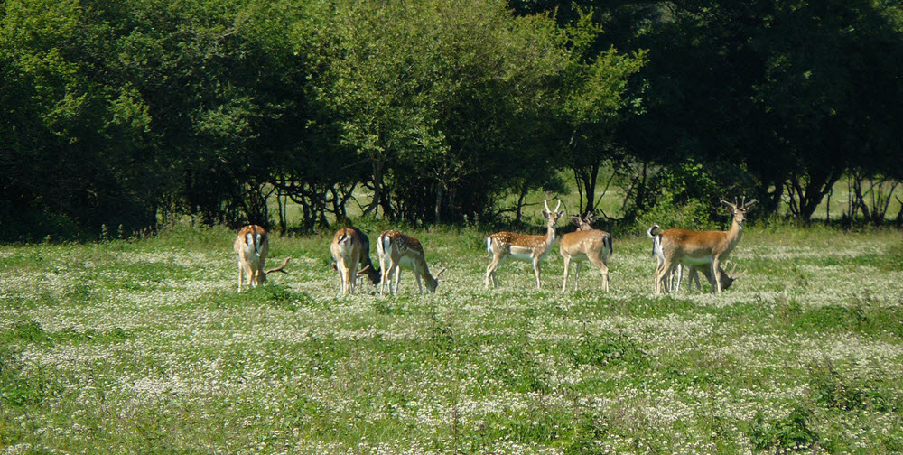 Knepp Wildland deer