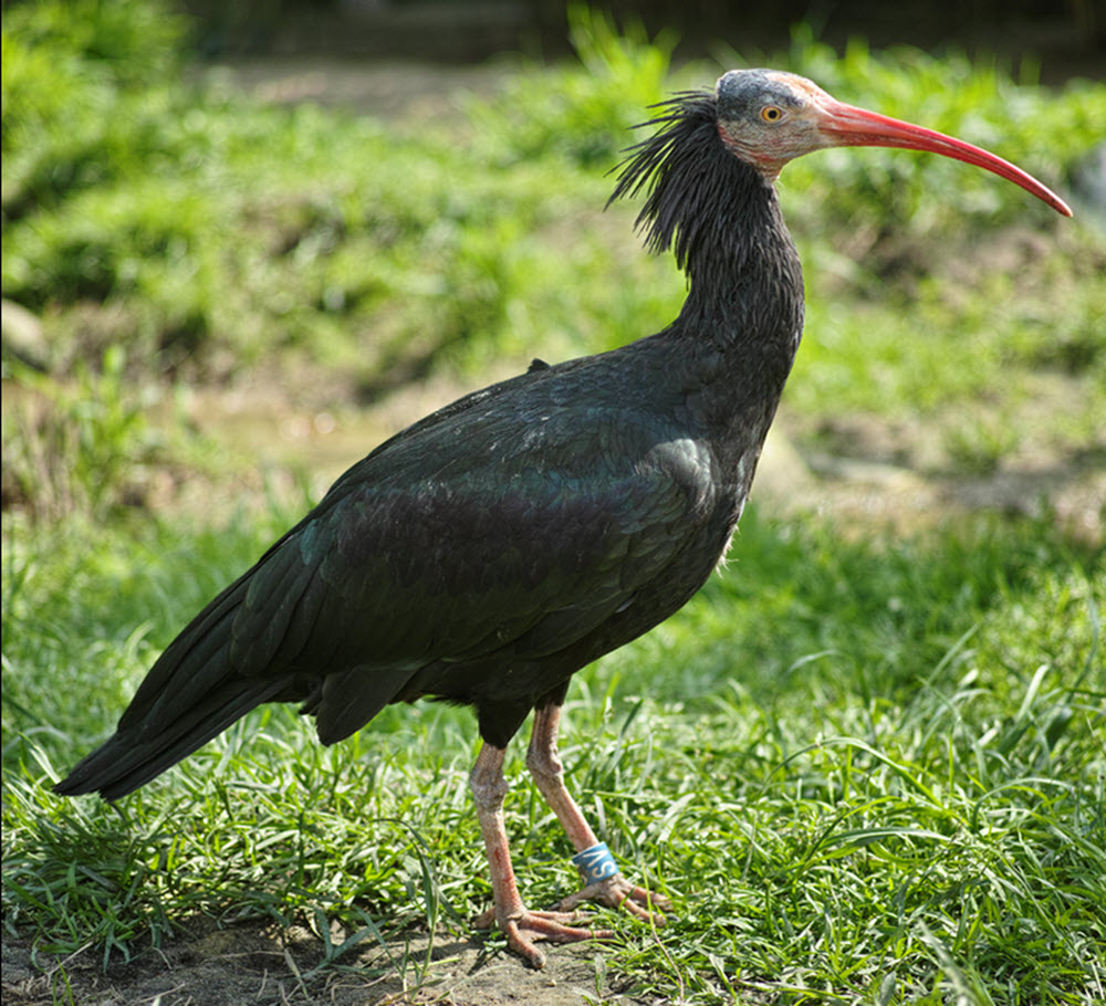 Northern bald ibis