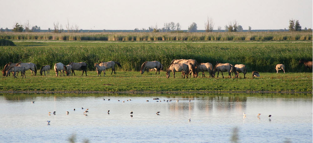 Oostvaardersplassen