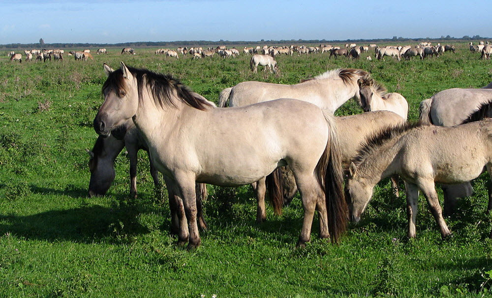 konik horses