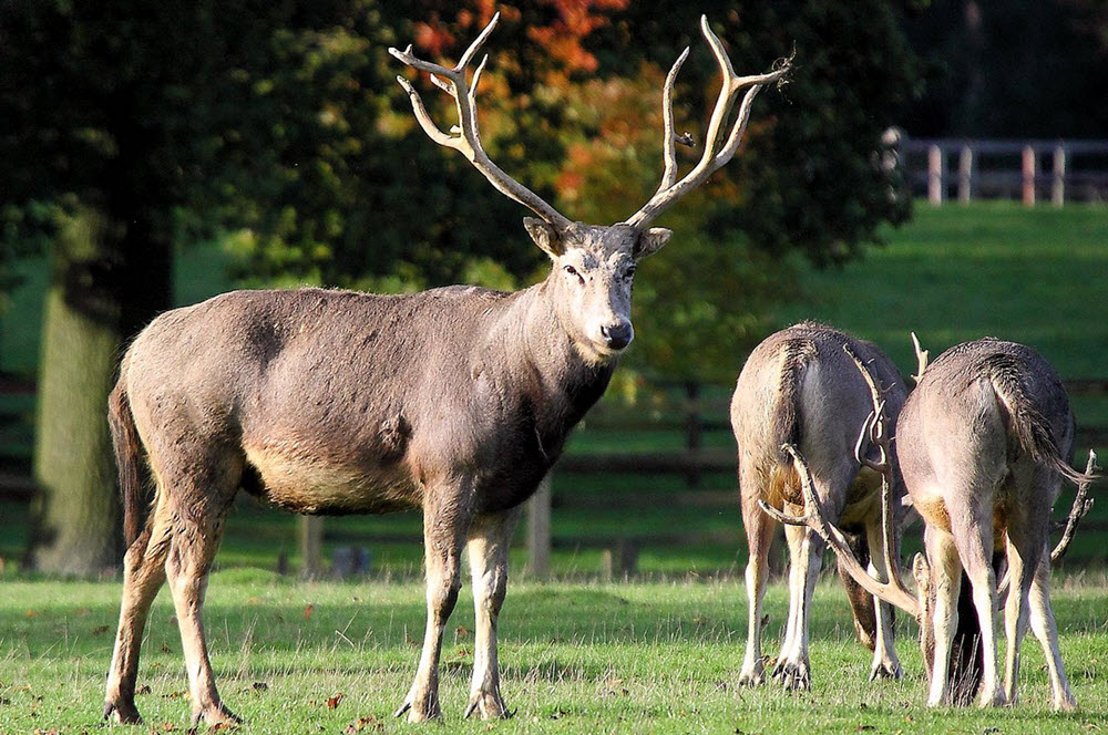 Père David´s deer