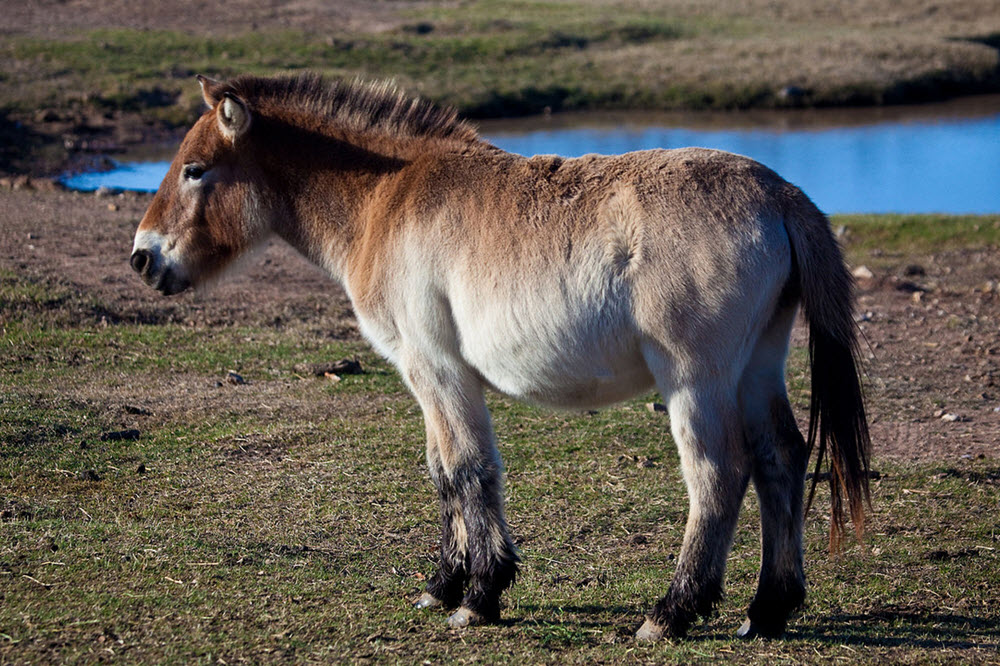 Przewalski´s horse