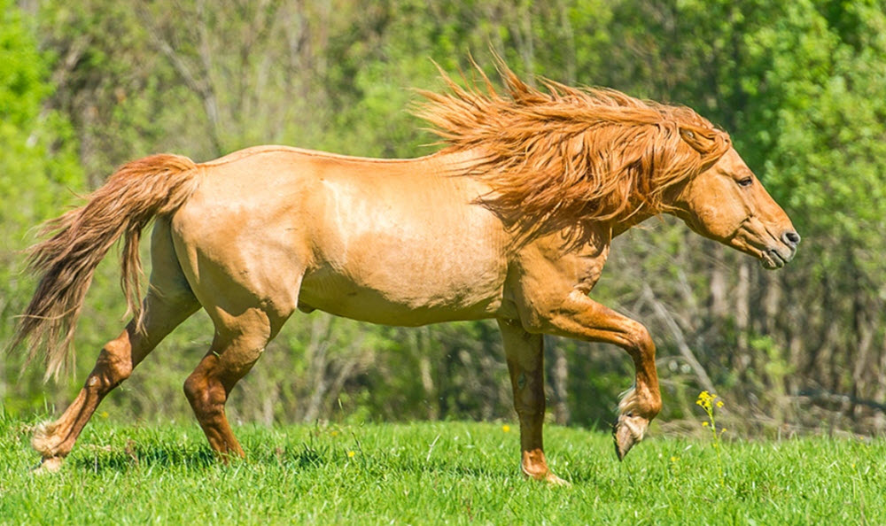 Wild Field in Russia baskir horse