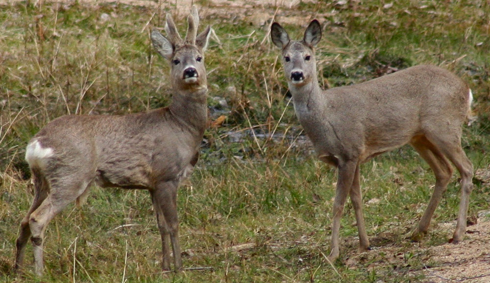 Wild Field in Russia roe deer