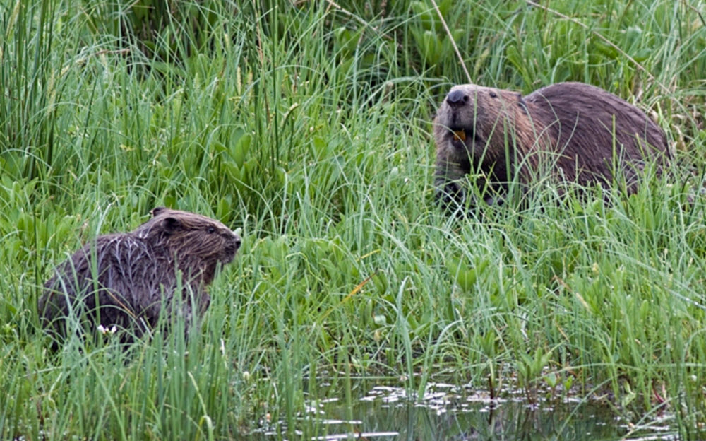 beaver