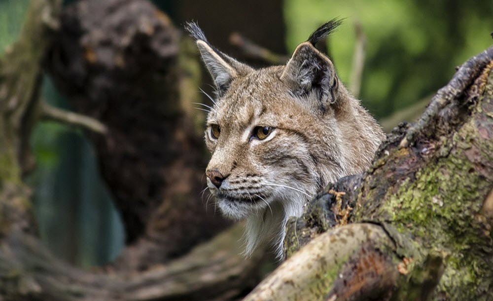 european bobcat